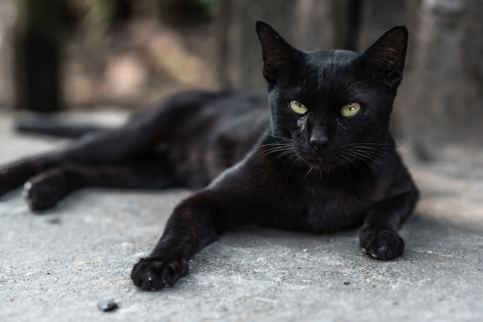 black-cat