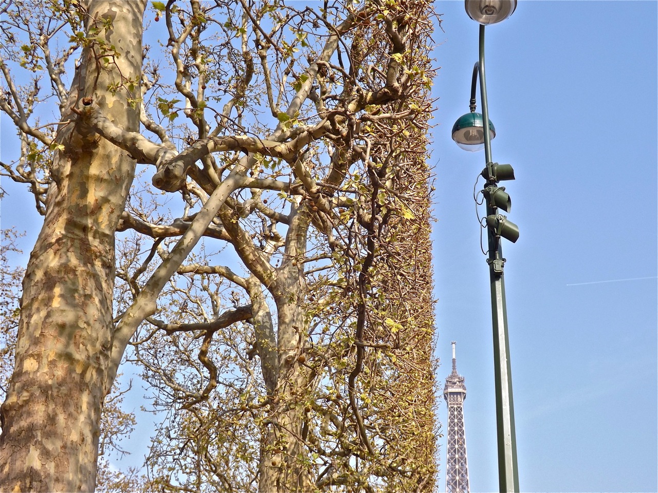 london-plane-trees-paris